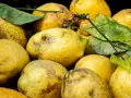 Limoni in vaso con macchie e segni di malattie, alcuni con foglie ingiallite.
