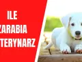 Ile zarabia weterynarz w USA? Zaskakujące różnice w wynagrodzeniach