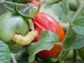 Oruga amarilla devorando un tomate verde. El tratamiento para la tuta del tomate es crucial para proteger la cosecha.