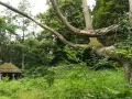 Verwilderter Pavillon in einem Wald, ein typischer lost place Malente. Alte Bäume mit Efeu und üppiges Grün.