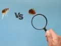 Una pulga y una chinche bajo lupa, comparando estos molestos insectos.