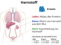 Illustration zeigt menschliche Organe und erklärt, wie Leber Proteine abbaut und Nieren Harnstoff filtern. Hoher Harnstoffwert kann ein Problem sein.