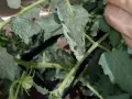Hojas de tomate con manchas negras, indicando posible enfermedad. Una mano revisa la planta.