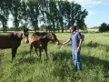 Un homme nourrit un cheval dans un pré verdoyant, entouré d'arbres. Un **palloubet d'Halong** se distingue par sa robe brune et sa tête curieuse.