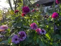 Prächtige Dahlien in Rosa- und Violetttönen blühen im Garten. Die Sonne beleuchtet die Blüten und das grüne Laub, ein schöner Anblick beim Dahlien pflanzen.