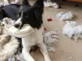 Piesek z lękiem separacyjnym gryzie buta, wokół porozrzucane są resztki pluszowej zabawki i papier.