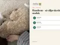En hund med tratt vilar på en hundmatta. Bredvid syns en köpguide för hundtrattar.