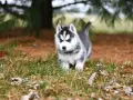 Czy husky jest dobry dla dzieci? Odkryj zalety i zagrożenia