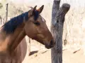 Profil d'un cheval brun, crinière noire, avec une étoile blanche sur le front. Le cheval semble en bonne santé, loin de toute gale.