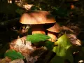 Dwa grzyby, borowiki, wyrastają z leśnej ściółki. Majowe słońce przebija się przez liście, oświetlając ich brązowe kapelusze.