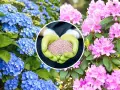 Różowe rododendrony i niebieskie hortensje. W centrum dłonie w rękawiczkach trzymają nawóz, klucz do tego, jak pielęgnować rododendron.