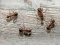 Kilka mrówek na drewnianej powierzchni. Szukasz co na mrowki w ogrodzie? Te pracowite owady mogą być uciążliwe.