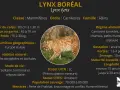 Lynx boréal, carnivore, que mange le lynx ? Cervidés, sangliers, chamois, petits mammifères et oiseaux.