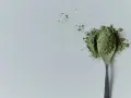 Cuillère remplie de poudre verte, rappelant la chlorella. Attention aux contre-indications avant consommation.