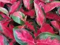 Bogactwo kolorów na liściach aglaonema odmiany. Intensywna czerwień przeplata się z zielenią, tworząc zachwycający wzór.