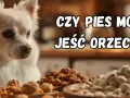 Czy pies może jeść orzechy laskowe? Ryzyka i bezpieczne praktyki
