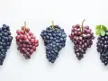 Cinq grappes de raisins, bleus et rouges, posées sur fond blanc. Le pinot noir est-il un vin rouge ? Ces raisins bleus foncés pourraient bien le confirmer.