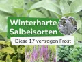 Winterharte Salbeisorten: Diese 17 Sorten trotzen Frost. Nahaufnahme von Salbeiblättern, einige mit Raureif bedeckt.
