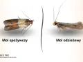Dwa mole: spożywczy z brązowo-beżowymi skrzydłami i odzieżowy, szary. Pirs.