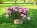 Ein blühender Rhododendron im Sack, bereit zum Rhododendron umpflanzen in den Garten.