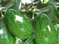 Gros avocats verts, mouchetés, mûrissent sur une branche. C'est là où pousse un avocat.