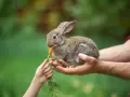Un coniglietto tenero, tenuto tra le mani di un adulto, mangia una carota offerta da un bambino. Ecco cosa mangiano i conigli!