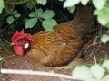 Gallina bruna con cresta rossa, nascosta tra la vegetazione, nel luogo dove fanno le uova le galline.