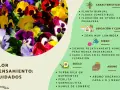 Un grupo de flores de pensamiento de colores vibrantes, con información sobre su cuidado y significado.
