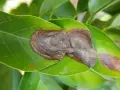 Hojas verdes con manchas marrones, indicativo de antracnosis. Se busca el mejor tratamiento para combatir la enfermedad.