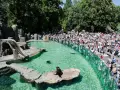 Foki w wodzie i na skale, tłumy widzów na widowni w zoo w Pradze.