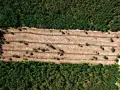Vista aérea de una zona de tala de bosques, con surcos de tierra y árboles jóvenes dispersos en contraste con el bosque denso circundante.