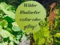 Grüne Blätter und braune Blütenstände umgeben einen Kreis mit der Frage: Wilder Rhabarber: essbar oder giftig?