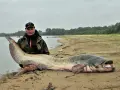 Wędkarz z ogromnym sumem na brzegu rzeki. To prawdziwy zalew wióry!