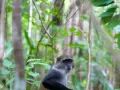 Małpa w gęstwinie Jozani Forest. Jej szare futro kontrastuje z zielenią liści.