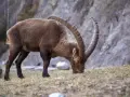 Stambecco con imponenti corna incurvate, intento a brucare l'erba. Ecco cosa mangia una capra selvatica in montagna.