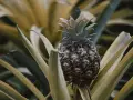 Planta de piña en maceta, con su fruto oscuro y hojas verdes y amarillas.