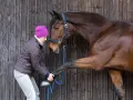 Une femme en bonnet rose soigne la **fourbure** d'un cheval brun, lui tenant la patte avant.