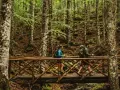 Co fare sul Monte Amiata: escursionisti attraversano un ponte di legno in un bosco di faggi.