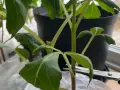 En sax klipper av en stjälk på en dahlia.