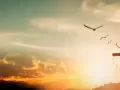 A cross on a hill, adorned with thorns, stands against a sunset sky. Birds fly overhead, symbolizing the feast of the exaltation of the holy cross.
