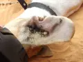Un perro con la oreja infestada de garrapatas negras.