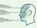 Schema des Trigeminusnervs mit seinen drei Ästen, die verschiedene Gesichtsbereiche versorgen. Eine sanfte Massage kann hier Linderung verschaffen.