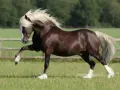 Magnifique étalon brun à la crinière blonde, en pleine saillie cheval dans un pré verdoyant.