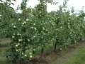 Rząd jabłoni z zielonymi owocami, pokazujący zdrowe odmiany jabłoni bez oprysków.