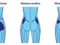 Illustration av gluteus maximus, medius och minimus muskler. Träna för en fastare rumpa på 3 veckor med rätt övningar.