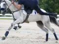 Un cavalier français sur un cheval gris en plein effort, symbolisant la passion et le dynamisme de l'équitation en France, reflétant le nombre licenciés équitation France.