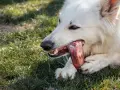 Un chien blanc savoure des os travers de porc dans l'herbe.