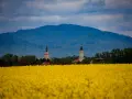 Kwiaty rzepaku w Prudniku, na tle gór i dwóch wież kościelnych. Atrakcje Prudnika w wiosennej odsłonie.