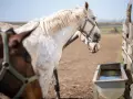 Deux chevaux, l'un blanc moucheté, l'autre brun, se tiennent près d'un abreuvoir. Le blanc semble être comme il faut cheval, prêt pour une promenade.