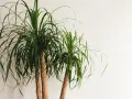Two ponytail palm trees with long, flowing green leaves against a white background. Easy ponytail palm care for a striking indoor plant.
